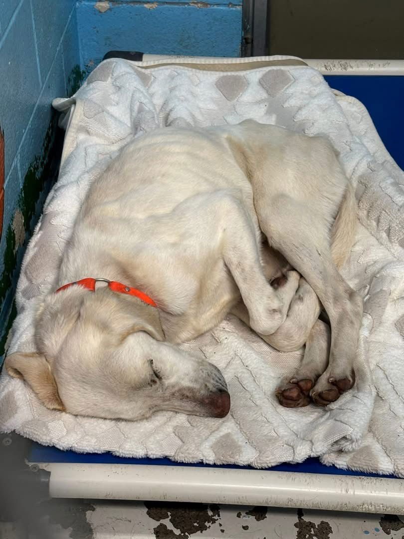 LOUIS: NOT AT SHELTER (WENDY) - Labrador Retriever / Hound available for adoption