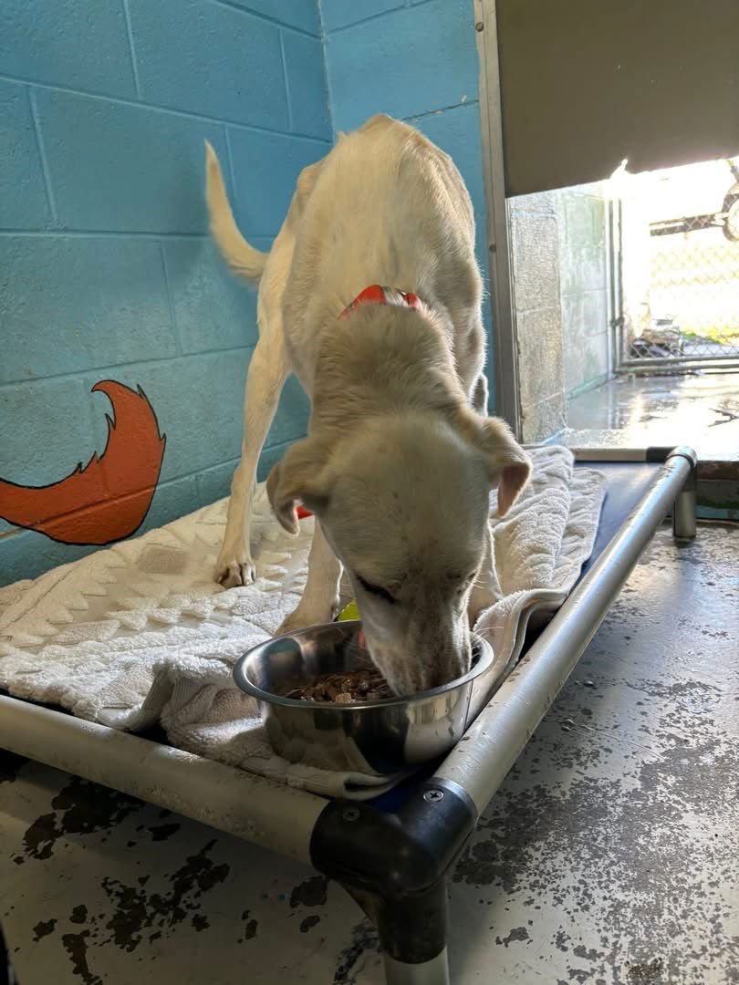 LOUIS: NOT AT SHELTER (WENDY) - Labrador Retriever / Hound available for adoption