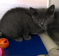 Quincy - At shelter - Photo 1