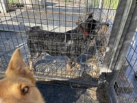 Hale (Old Man): Sponsored: Not at shelter (Stacey) - Photo 3