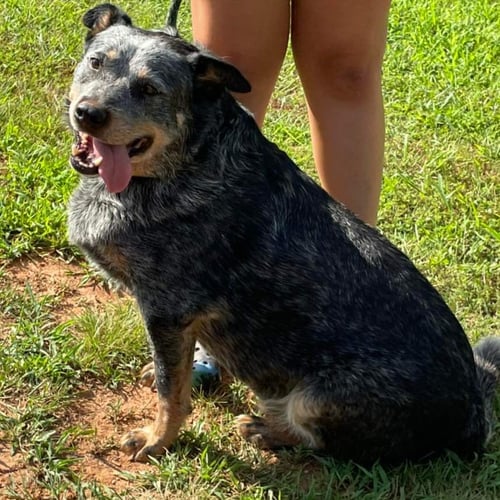 HALE (OLD MAN): SPONSORED: NOT AT SHELTER (STACEY) - Australian Cattle Dog/Blue Heeler available for adoption