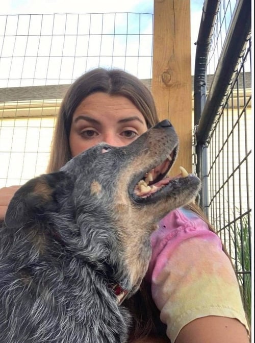 HALE (OLD MAN): SPONSORED: NOT AT SHELTER (STACEY) - Australian Cattle Dog/Blue Heeler available for adoption