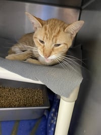 Nepri - Not at shelter (Alex) - Photo 1