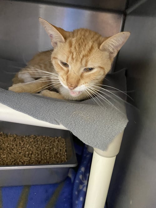 NEPRI - NOT AT SHELTER (ALEX) - Domestic Short Hair available for adoption