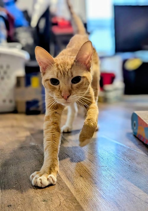 NEPRI - NOT AT SHELTER (ALEX) - Domestic Short Hair available for adoption