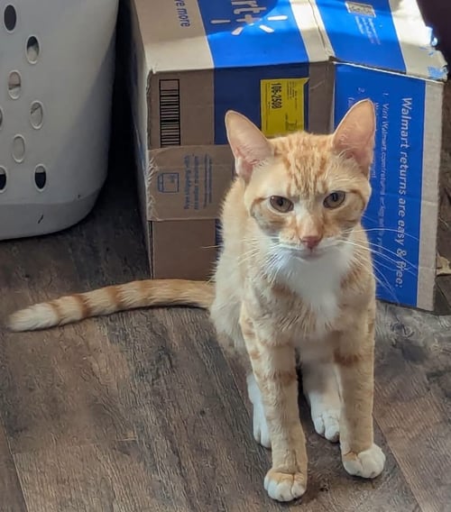 NEPRI - NOT AT SHELTER (ALEX) - Domestic Short Hair available for adoption