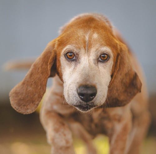 LOLLIPOP - AT SHELTER AVAILABLE 5/21 - Beagle / Basset Hound available for adoption