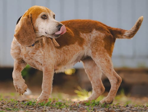 LOLLIPOP - AT SHELTER AVAILABLE 5/21 - Beagle / Basset Hound available for adoption