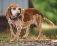 Lollipop - At shelter available 5/21 - Photo 3