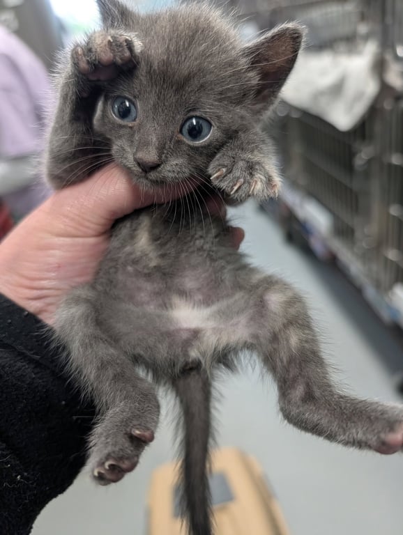 Miss Molly Molecule: Not at shelter (Debra F) Image