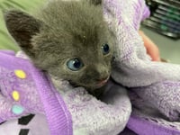 Miss Molly Molecule: Not at shelter (Debra F) - Photo 2