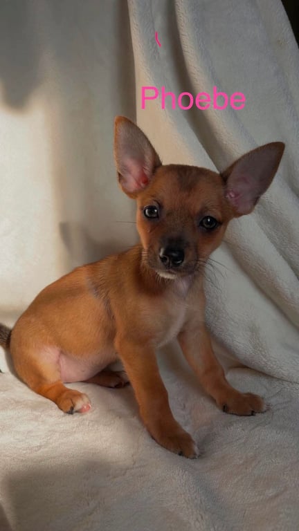 Phoebe - Not at shelter Image