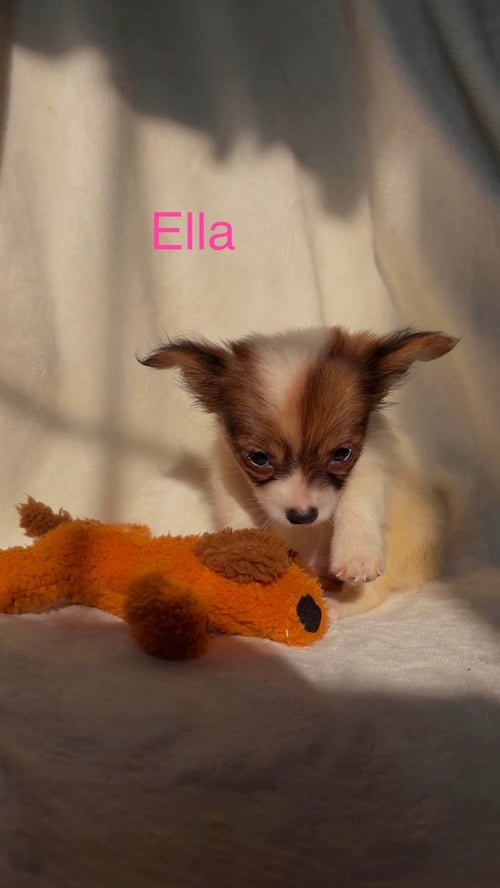 ELLA - NOT AT SHELTER - Chihuahua / Pomeranian available for adoption