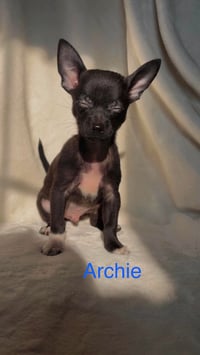 Archie: Not at shelter (Suzanna) - Photo 1