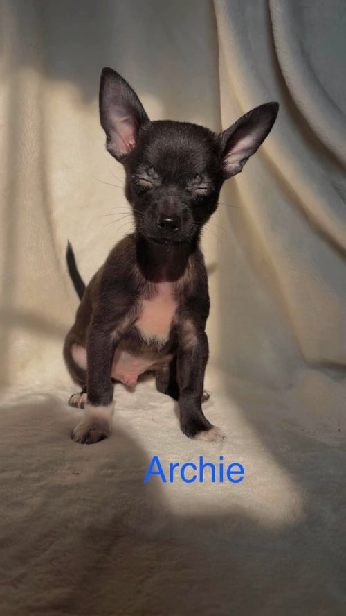 ARCHIE: NOT AT SHELTER (SUZANNA) - Chihuahua / Pomeranian available for adoption