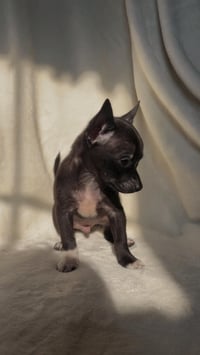 Archie: Not at shelter (Suzanna) - Photo 2