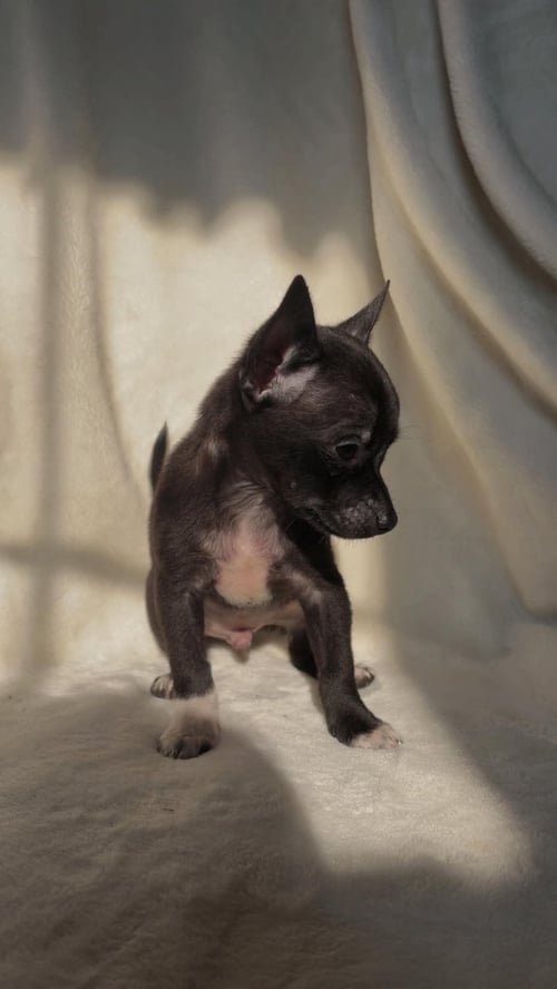 ARCHIE: NOT AT SHELTER (SUZANNA) - Chihuahua / Pomeranian available for adoption