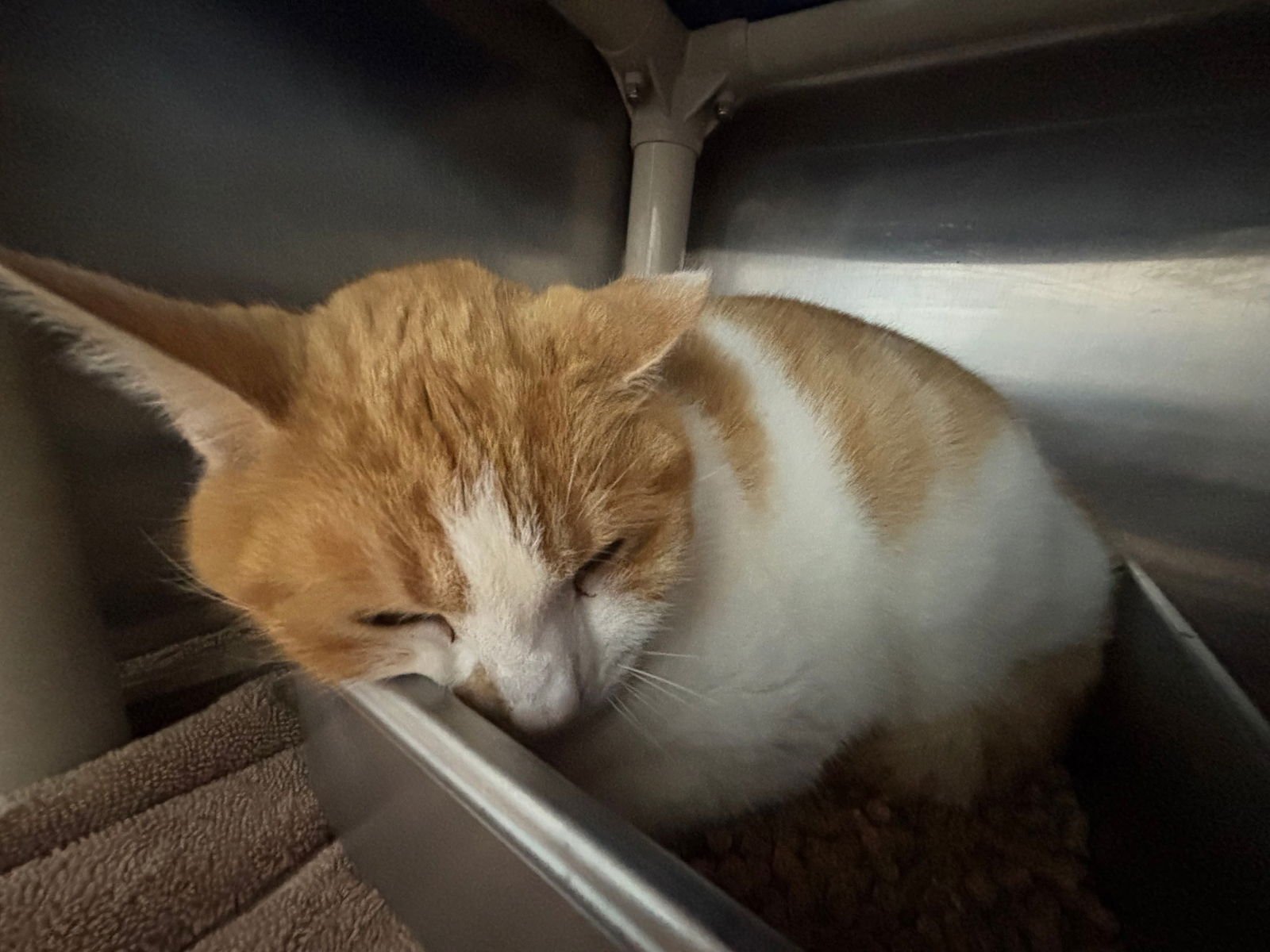 WAFFLES: NOT AT SHELTER (BARBE) - Domestic Short Hair available for adoption