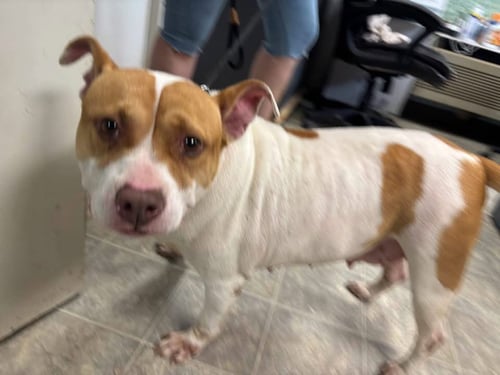 MISS PIGGY - AT SHELTER AVAILABLE 8/8 - Pit Bull Terrier available for adoption