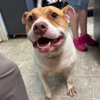 Miss Piggy - At shelter available 8/8 - Photo 2