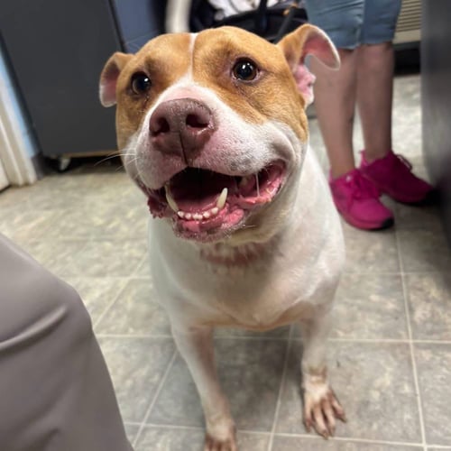 MISS PIGGY - AT SHELTER AVAILABLE 8/8 - Pit Bull Terrier available for adoption
