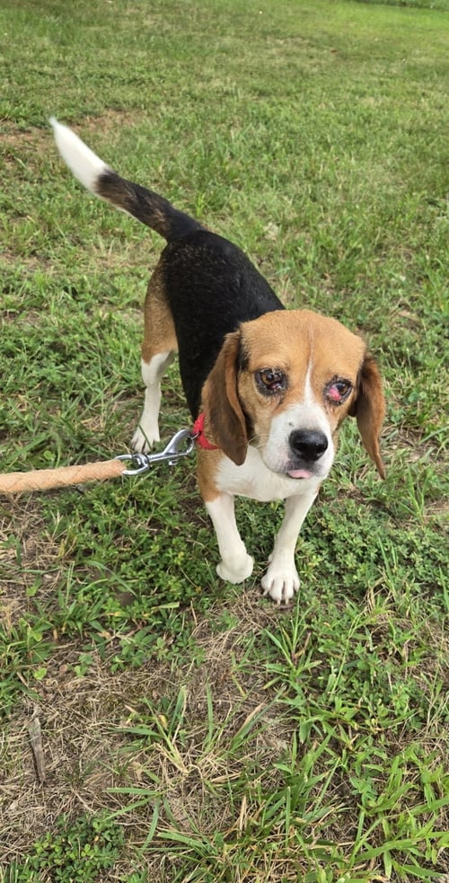 SQUEEK- AT SHELTER AVAILABLE 8/31 - Beagle available for adoption