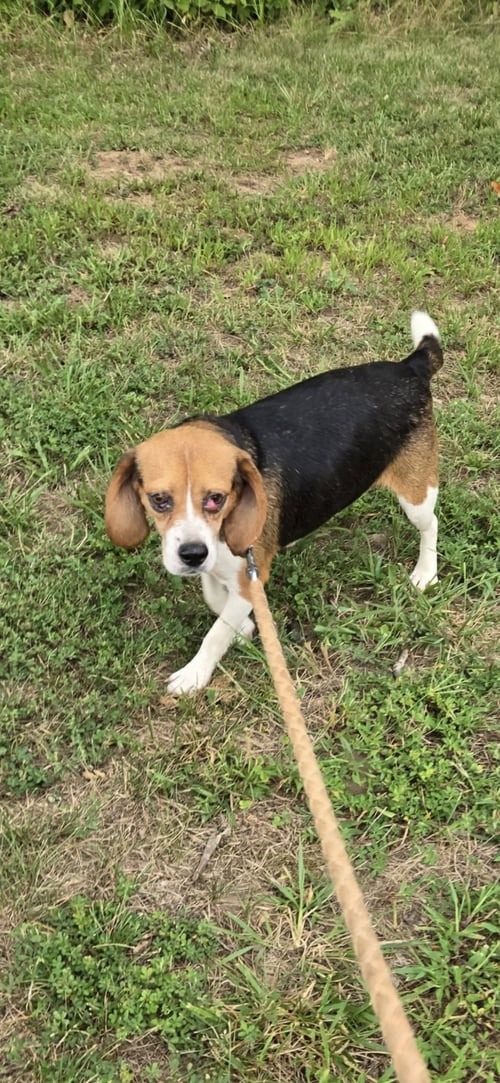 SQUEEK- AT SHELTER AVAILABLE 8/31 - Beagle available for adoption