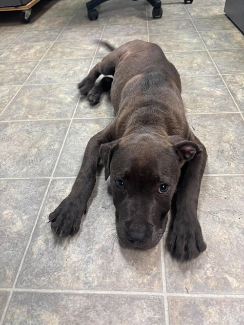 AUDIE - AT SHELTER AVAILABLE 9/6 - Pit Bull Terrier available for adoption