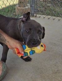Audie - At shelter - Photo 5