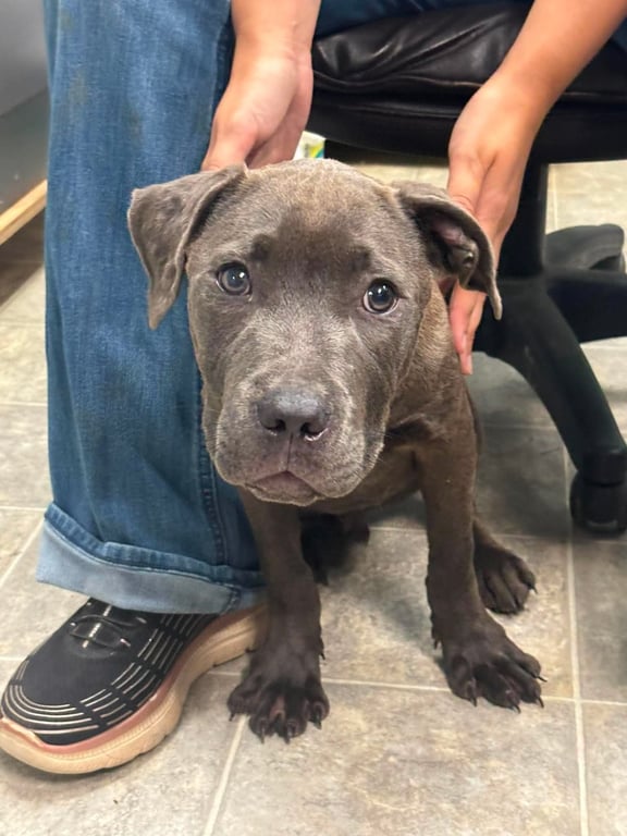 Audie - At shelter available 9/6 Image