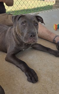 Audie - At shelter - Photo 4