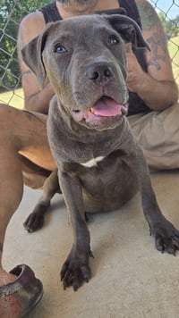 Audie - At shelter - Photo 1