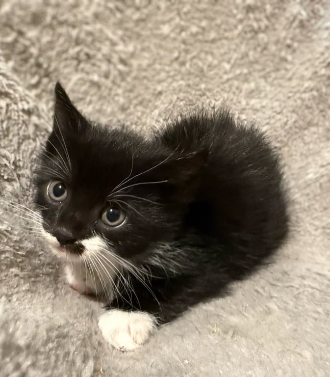 Spike-Not at the shelter (Faith) Av 5/23 Image