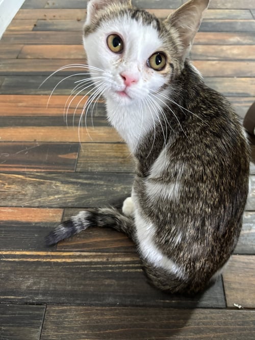 SMIRNOFF -  NOT AT SHELTER (APRIL) - Domestic Short Hair available for adoption