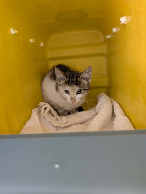 SMIRNOFF -  NOT AT SHELTER (APRIL) - Domestic Short Hair available for adoption