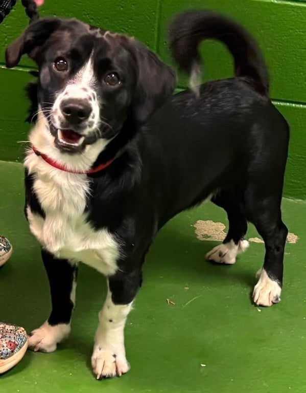 Frodo - At shelter available 6/20 Image