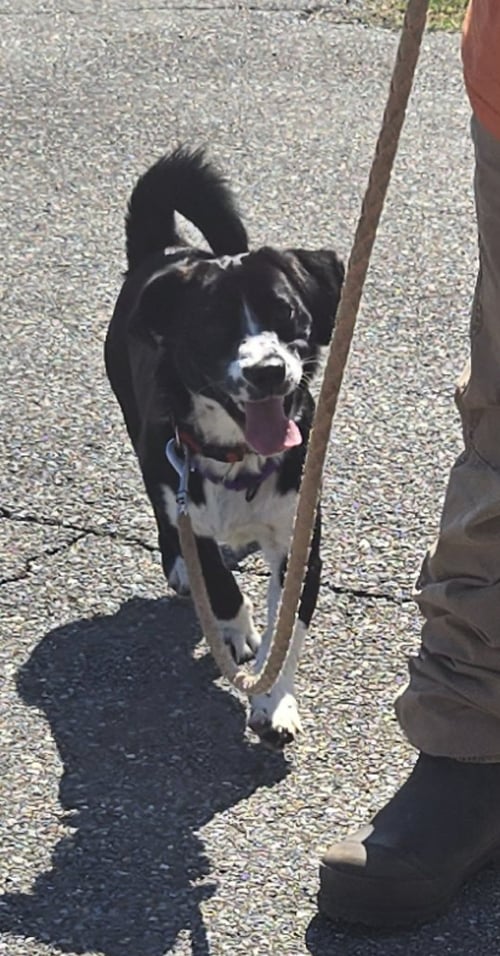 FRODO - AT SHELTER AVAILABLE 6/20 - Beagle available for adoption