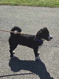 Frodo - At shelter available 6/20 - Photo 3