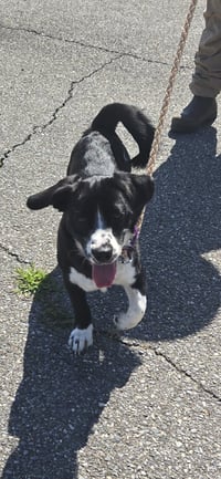 Frodo - At shelter available 6/20 - Photo 4