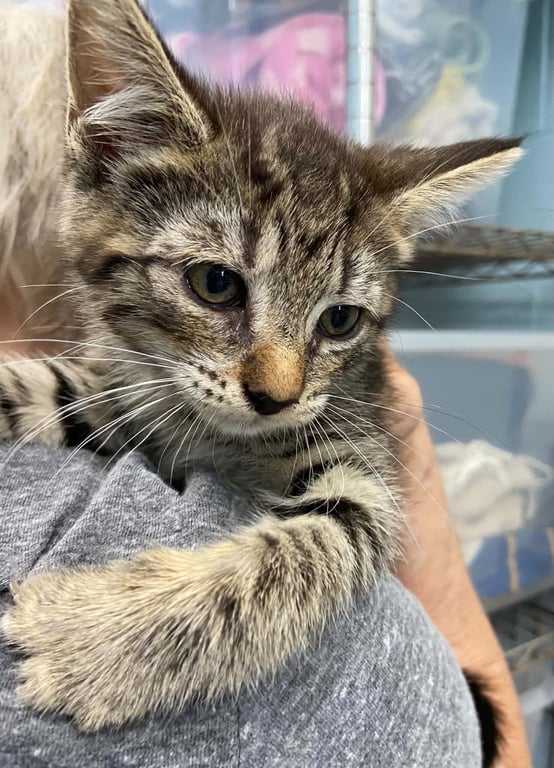 Kips Bay - Not at the Shelter (AJ) Image
