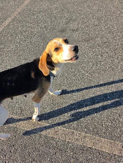 AUTUMN: AT SHELTER - American Foxhound available for adoption