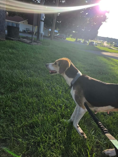 AUTUMN: AT SHELTER - American Foxhound available for adoption