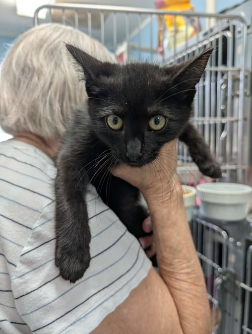 NINJA-NOT AT THE SHELTER (ANTHONY) - Domestic Short Hair available for adoption