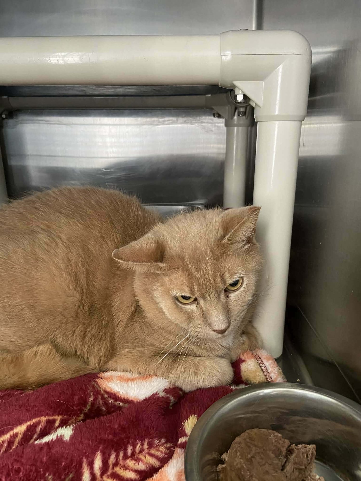 CHESTER: NOT AT SHELTER (ANNE M) - Domestic Short Hair available for adoption