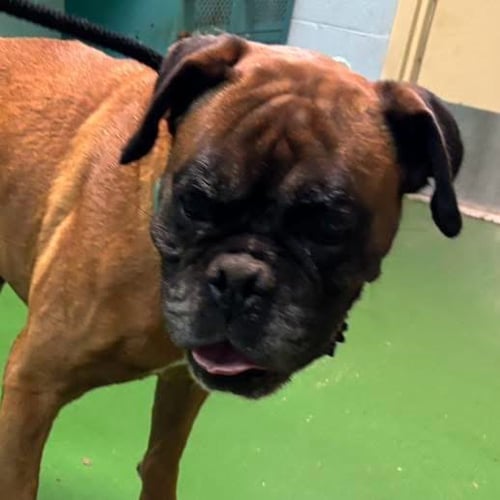 CHARLEY JO - AT SHELTER - Boxer available for adoption