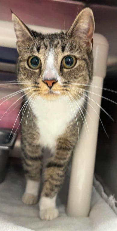 Queen Bea Arthur: At the shelter Image