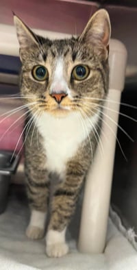 Queen Bea Arthur: At the shelter - Photo 1