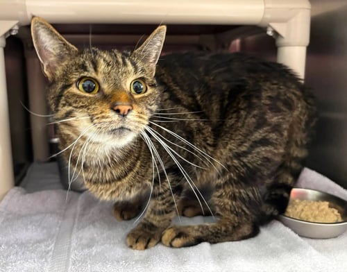 QUEEN BEA ARTHUR: AT THE SHELTER - Domestic Short Hair available for adoption