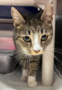Queen Bea Arthur: At the shelter - Photo 3