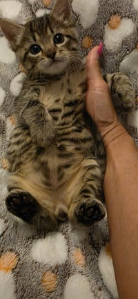 Spark-not at the shelter (Cybil) - Photo 1